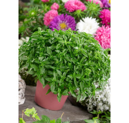 Ocimum basilicum ´Copa® Petite Green´ / Bazalka, 15-20 cm, K7