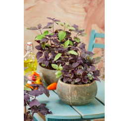 Ocimum basilicum ´Copa® Petite Red´ / Bazalka, 15-20 cm, K7