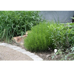 BIO Santolina viridis / Olivová bylinka, K12