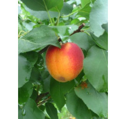 Prunus armeniaca ´Bhart ´ (Orangered) / Meruňka středně raná, myr.