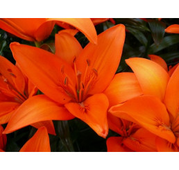 Lilium ´Orange Ton´ / Lilie, bal. 2 ks, 16/18