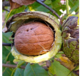 Juglans regia / Ořech královský ´Seiferdorfský´, 30-40 cm, C3/C5