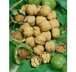 Juglans regia / Ořech královský ´DWARF KARLIK 3, 30-40 cm, C9