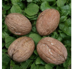 Juglans regia / Ořech královský ´Jupiter´, 120-150 cm, C7