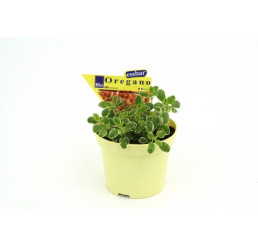 Origanum vulgare BIO / Dobromysl obecná/ Oregano, K12