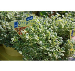 Origanum vulgare BIO / Dobromysl obecná/ Oregano, K12