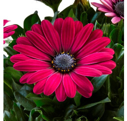 Osteospermum ´Sunny Emma´ / Osteospermum, bal. 6 ks sadbovačů