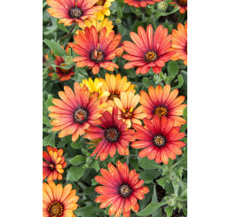 Osteospermum ´Zanzibar Firework Red´/ Osteospermum, bal. 6 ks, 6x K7