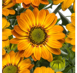 Osteospermum ´Sunny Hazel´ / Osteospermum, bal. 6 ks, 6x K7