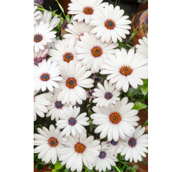 Osteospermum ´Zanzibar White´ / Osteospermum bílé, K7
