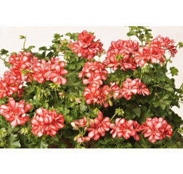 Pelargonium pelt. PAC® ´Mexica Ruby´ / Muškát, bal. 6 ks, 6x K7