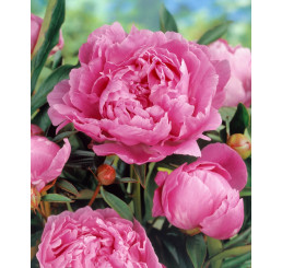 Paeonia ´Alexander Fleming´/ Pivoňka, 2/3