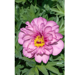 Paeonia ´First Arrival´ / Pivoňka, C2