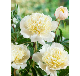 Paeonia ´Laura Dessert´ / Pivoňka, C3