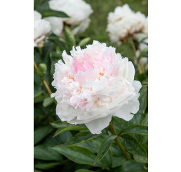 Paeonia ´Top Brass´ / Pivoňka, C2