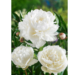 Paeonia ´White Towers´ / Pivoňka, C2