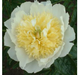 Paeonia lact. ´Honey Gold´ /  Pivoňka bylinná, VK/C1