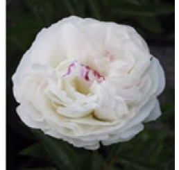 Paeonia lact. ´Alba Plena´ / Pivoňka bylinná, C2