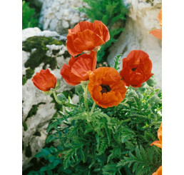 Papaver orientale ´Allegro´ / Mák východní, C1,5