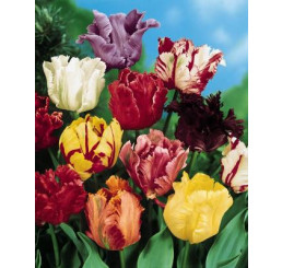 Tulipa parrot mix / Směs papouškovitých tulipánů, bal. 7 ks, 11/12