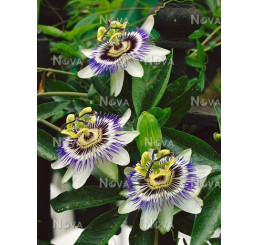 Passiflora coerulea / Mučenka modrá, mladá rostl., K9