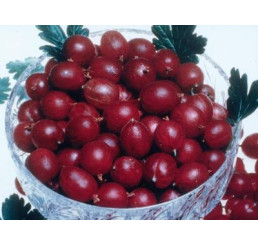 Ribes grossularia ´Pax®´ / Angrešt červený rezistentní beztrný, keř roubovaný, VK