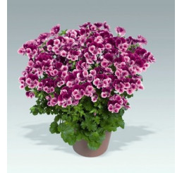 Pelargonium crispum Angelseyes ´Burgundy Red´ / Pelargonie anglická fialová, bal. 6 ks sadbovačů