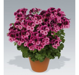 Pelargonium Candy Flowers® ´Pink with Eye´ / Pelargonie růžová, bal. 3 ks, 3x K7