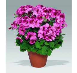 Pelargonium grandiflorum ´Aristo Apricot´ / Pelargonie velkokvětá růžová, bal. 6 ks sadbovač.
