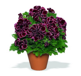 Pelargonium grandiflorum ´Aristo Beauty´ / Pelargonie velkokvětá červená, bal. 6 ks sadbovač.