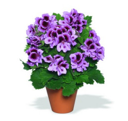 Pelargonium grandiflorum ´Aristo Lavender´ / Pelargonie velkokvětá fialová, bal. 6 ks sadbovačů