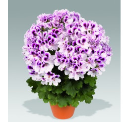 Pelargonium grandiflorum PAC® ´Aristo Petticoat´ / Muškát velkokvětý, bal. 3 ks, 3xK7