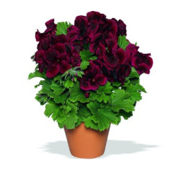 Pelargonium grandiflorum ´Aristo Schoko´ / Pelargonie velkokvětá červená, bal. 6 ks sadbovač.