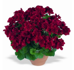 Pelargonium grandiflorum ´Aristo Velvet Red´ / Pelargonie velkokvětá, bal. 3 ks, 3x K7