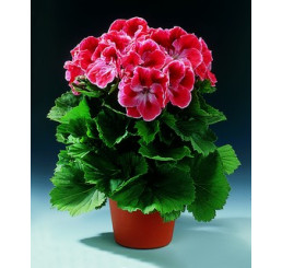 Pelargonium grandiflorum ´Mandarin´ / Pelargonie velkokvětá červená, bal. 6 ks sadbovač.