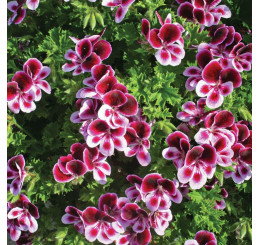 Pelargonium duft ´pac®Angels Perfume´  / Muškát vonný, bal. 6 ks sadbovačů