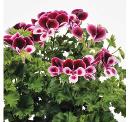 Pelargonium duft ´pac®Angels Perfume´  / Muškát vonný, bal. 6 ks sadbovačů