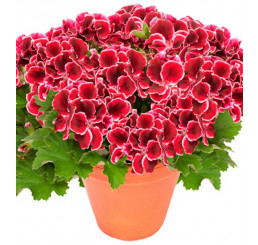 Pelargonium grandiflorum ´pac®Aristo® Red Beauty´  / Muškát velkokvětý, bal. 6 ks sadbovačů
