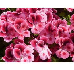 Pelargonium Candy Flowers® ´Pink with Eye´ / Pelargonie růžová, K7