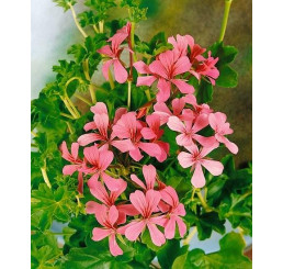 Pelargonium pelt. ´Decora Pink´ / Muškát převislý růžový, bal. 6 ks sadbovačů