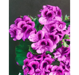 Pelargonium grandiflorum ´Clarion® ´Violet´/ Pelargonie, bal. 6 ks sadbovačů