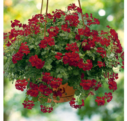 Pelargonium pelt. PAC® ´Happy Face Dark Red´ / Muškát, bal. 6 ks, 6xK7