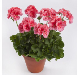 Pelargonium peltatum x zonale ´pac® TWOinONE® ´Peach´ / Muškát vzpřímený , bal. 6 ks, 6xK7