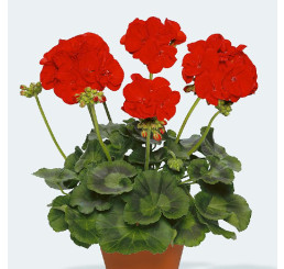 Pelargonium zonale pac® ´Victoria´ / Muškát , K7