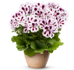 Pelargonium grandiflorum PAC® ´Aristo Purple Stripes´ / Muškát velkokvětý, bal. 6 ks sadbovačů
