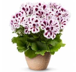 Pelargonium grandiflorum PAC® ´Aristo Purple Stripes´ / Muškát velkokvětý, K7