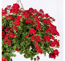 Pelargonium peltatum pac®´Becky´ / Muškát převislý, bal. 3 ks, 3x K7
