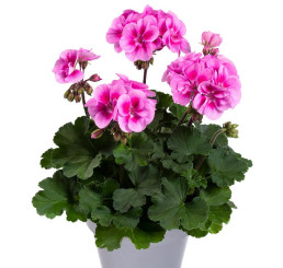 Pelargonium zonale pac®´Belinda´ / Muškát , bal. 6 ks, 6x K7