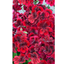 Pelargonium grandiflorum Clarion®Dark Red´ / Muškát velkokvětý, bal. 6 ks sadbovačů