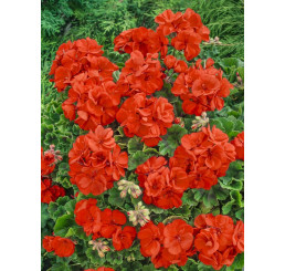 Pelargonium cultivars Grandeur® ´Pure Orange´ / Muškát, bal. 6 ks sadbovačů